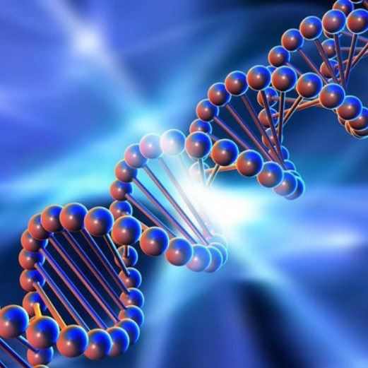 [genetics_4u] Биохимия мужского здоровья (2025)_0.png